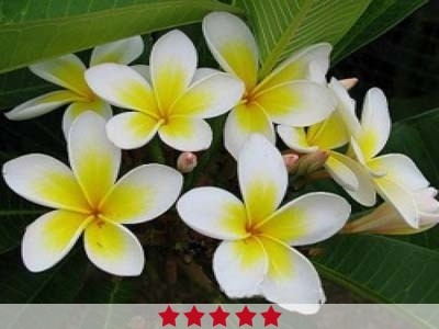 Frangipani Absolute Oil